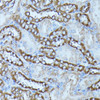 Immunohistochemistry of paraffin-embedded Rat kidney using FGD1 Polyclonal Antibody at dilution of  1:100 (40x lens).