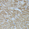 Immunohistochemistry of paraffin-embedded Rat heart using FGD1 Polyclonal Antibody at dilution of  1:100 (40x lens).