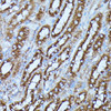 Immunohistochemistry of paraffin-embedded Mouse kidney using FGD1 Polyclonal Antibody at dilution of  1:100 (40x lens).