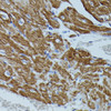 Immunohistochemistry of paraffin-embedded Mouse heart using FKBP1B Polyclonal Antibody at dilution of  1:100 (40x lens).