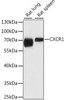 Western blot analysis of extracts of various cell lines using CXCR1 Polyclonal Antibody at dilution of 1:1000.