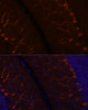 Immunofluorescence analysis of Rat brain using KAL1 Polyclonal Antibody at dilution of  1:100. Blue: DAPI for nuclear staining.