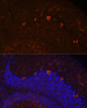 Immunofluorescence analysis of Mouse brain using KAL1 Polyclonal Antibody at dilution of  1:100. Blue: DAPI for nuclear staining.