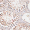 Immunohistochemistry of paraffin-embedded Mouse testis using MAD2L1 Polyclonal Antibody at dilution of  1:100 (40x lens).