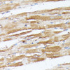 Immunohistochemistry of paraffin-embedded Rat heart using NUBP1 Polyclonal Antibody at dilution of  1:100 (40x lens).