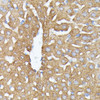 Immunohistochemistry of paraffin-embedded Mouse liver using NUBP1 Polyclonal Antibody at dilution of  1:100 (40x lens).