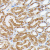 Immunohistochemistry of paraffin-embedded Mouse kidney using NUBP1 Polyclonal Antibody at dilution of  1:100 (40x lens).