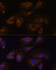 Immunofluorescence analysis of U-2 OS cells using PRSS8 Polyclonal Antibody at dilution of  1:100. Blue: DAPI for nuclear staining.