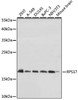 Western blot analysis of extracts of various cell lines using RPS17 Polyclonal Antibody at dilution of 1:1000.