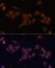 Immunofluorescence analysis of U-2 OS cells using RPS17 Polyclonal Antibody at dilution of  1:100. Blue: DAPI for nuclear staining.