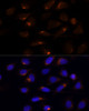Immunofluorescence analysis of U-2 OS cells using SCD Polyclonal Antibody at dilution of  1:100 (40x lens). Blue: DAPI for nuclear staining.