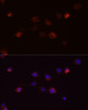 Immunofluorescence analysis of A431 cells using DEFB4A Polyclonal Antibody at dilution of  1:100 (40x lens). Blue: DAPI for nuclear staining.