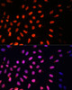 Immunofluorescence analysis of U2OS cells using KLF2 Polyclonal Antibody at dilution of  1:100. Blue: DAPI for nuclear staining.