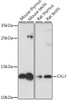 Western blot analysis of extracts of various cell lines using CKLF Polyclonal Antibody at dilution of 1:1000.