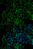 Immunofluorescence analysis of HeLa cells using Beta-TRCP Polyclonal Antibody