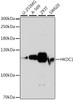 Western blot analysis of extracts of various cell lines using HKDC1 Polyclonal Antibody at dilution of 1:1000.