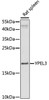 Western blot analysis of extracts of Rat spleen using YPEL3 Polyclonal Antibody at dilution of 1:1000.