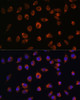 Immunofluorescence analysis of L929 cells using ARHGAP11B Polyclonal Antibody at dilution of  1:100. Blue: DAPI for nuclear staining.