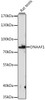 Western blot analysis of extracts of Rat testis using DNAAF1 Polyclonal Antibody at dilution of 1:1000.