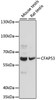 Western blot analysis of extracts of various cell lines using CFAP53 Polyclonal Antibody at dilution of 1:1000.