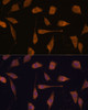 Immunofluorescence analysis of L929 cells using TXNRD1 Polyclonal Antibody at dilution of  1:100. Blue: DAPI for nuclear staining.