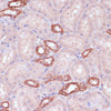 Immunohistochemistry of paraffin-embedded Rat kidney using UGT2B15 Polyclonal Antibody at dilution of  1:100 (40x lens).