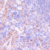 Immunohistochemistry of paraffin-embedded Mouse spleen using UGT2B15 Polyclonal Antibody at dilution of  1:100 (40x lens).