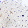 Immunohistochemistry of paraffin-embedded Rat brain using ATXN2 Polyclonal Antibody at dilution of  1:100 (40x lens).