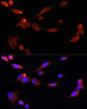 Immunofluorescence analysis of NIH/3T3 cells using ESR1 Polyclonal Antibody at dilution of  1:100. Blue: DAPI for nuclear staining.