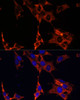 Immunofluorescence analysis of NIH-3T3 cells using ERK1 / ERK2 Polyclonal Antibody at dilution of  1:100 (40x lens). Blue: DAPI for nuclear staining.
