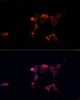 Immunofluorescence analysis of NIH/3T3 cells using ERK1 / ERK2 Polyclonal Antibody at dilution of  1:100. Blue: DAPI for nuclear staining.
