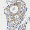 Immunohistochemistry of paraffin-embedded Human placenta using Decorin Polyclonal Antibody at dilution of  1:200 (40x lens).