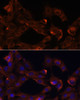 Immunofluorescence analysis of C6 cells using NRP1 Polyclonal Antibody at dilution of  1:100. Blue: DAPI for nuclear staining.