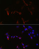 Immunofluorescence analysis of NIH/3T3 cells using PLA2G5 Polyclonal Antibody at dilution of  1:100. Blue: DAPI for nuclear staining.