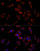 Immunofluorescence analysis of L929 cells using WNT10B Polyclonal Antibody at dilution of  1:100. Blue: DAPI for nuclear staining.