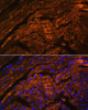 Immunofluorescence analysis of Rat heart using TTN Polyclonal Antibody at dilution of  1:100. Blue: DAPI for nuclear staining.