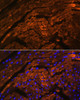 Immunofluorescence analysis of Mouse heart using TTN Polyclonal Antibody at dilution of  1:100. Blue: DAPI for nuclear staining.