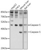 Western blot analysis of extracts of various cell lines using Caspase-5 Polyclonal Antibody at dilution of 1:1000.