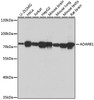 Western blot analysis of extracts of various cell lines using ADARB1 Polyclonal Antibody at dilution of 1:1000.