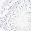 Immunohistochemistry of paraffin-embedded Rat testis using DMP1 Polyclonal Antibody at dilution of  1:100 (40x lens).