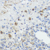 Immunohistochemistry of paraffin-embedded Rat lung using FXN Polyclonal Antibody at dilution of  1:100 (40x lens).