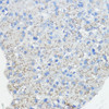 Immunohistochemistry of paraffin-embedded Rat pancreas using FXN Polyclonal Antibody at dilution of  1:100 (40x lens).