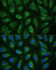 Immunofluorescence analysis of U-2 OS cells using FXN Polyclonal Antibody at dilution of  1:100. Blue: DAPI for nuclear staining.