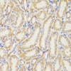 Immunohistochemistry of paraffin-embedded Mouse kidney using TOM20 Polyclonal Antibody at dilution of  1:100 (40x lens).