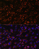 Immunofluorescence analysis of C6 cells using TOM20 Polyclonal Antibody at dilution of  1:100. Blue: DAPI for nuclear staining.