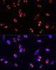 Immunofluorescence analysis of NIH/3T3 using TOM20 Polyclonal Antibody at dilution of  1:100. Blue: DAPI for nuclear staining.