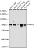 Western blot analysis of extracts of various cell lines using NPR3 Polyclonal Antibody at dilution of 1:1000.