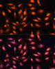 Immunofluorescence analysis of U2OS cells using P70 S6K Polyclonal Antibody at dilution of  1:100. Blue: DAPI for nuclear staining.