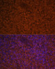 Immunofluorescence analysis of Human spleen using CCL19 Polyclonal Antibody at dilution of  1:100 (40x lens). Blue: DAPI for nuclear staining.