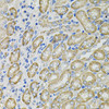 Immunohistochemistry of paraffin-embedded Mouse kidney using GLA Polyclonal Antibody at dilution of  1:100 (40x lens).